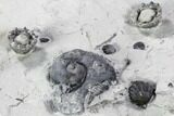 Fossil Crinoid, Gastropod and Brachiopod Plate - Indiana #106280-3